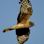 A female hen harrier takes to the air