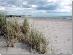 Beaches like Inchydonney in West Cork harbour a host of wildlife