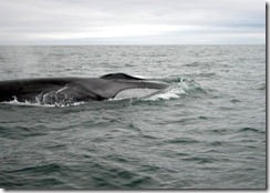 A giant fin whale cruises alongside the boat for a closer look.
