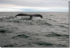 Seeing the humpback in its element is at once an exhilarating and humbling experience.