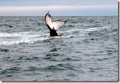 Fluke or tail slapping is another of the humpback whale’s common behaviour patterns.