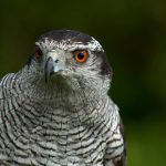 Northern Goshawk (Accipiter gentilis) -- Photo by furlined via Flickr