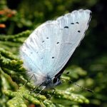 Holly-blue.jpg