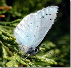 Holly Blue (Celastrina argiolus)