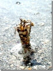 The sand mason (Lanice conchilega) builds a protective tube of sand particles