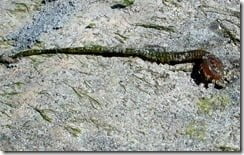 The predatory ragworm Nereis diversicolor