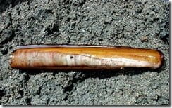 The razor-shell is a bivalve mollusc often found burried low on the sandy shore