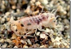 Sand hoppers often occur in huge numbers on Ireland's sandy shores