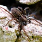 Wolf-Spider.jpg