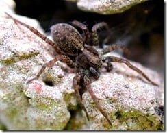 Wolf Spider (Pardosa amentata)