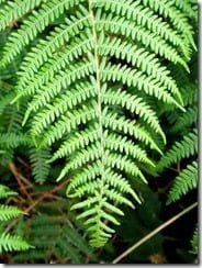 Noxious cocktail: bracken is brimming with unpleasant chemicals
