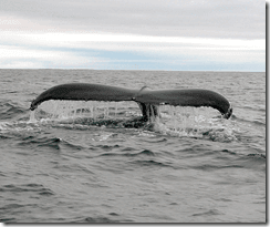 A humpback whale off the coast of West Cork, Ireland