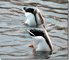 Male mallards engage in a bit of synchronised swimming