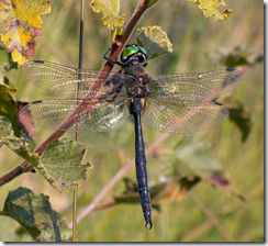 Ireland's rarest dragonfly: the Northern Emerald (Somatochlora arctica)