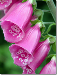 Foxglove (Digitalis purpurea)
