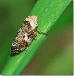 Common Frog Hopper (Philaenus spumarius) -- image by chausinho on Flickr