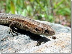 Common Lizard (Lacerta vivipara)