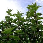 The stinging nettle -- make room for this wonderful native plant in your wildlife garden