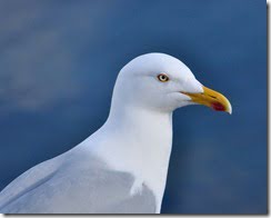 Herring Gull (Larus argentatus)