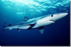 Blue Shark (Prionace glauca)