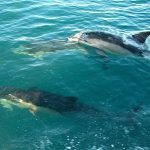 Common-Dolphin.jpg