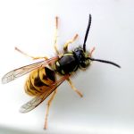 Common-wasp.jpg