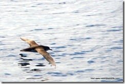 Manx shearwater