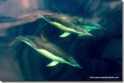 Common Dolphins cruise close to the boat for a closer look