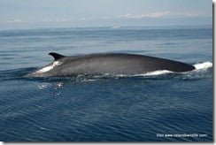 Fin whale surfaceing off the coast of West Cork