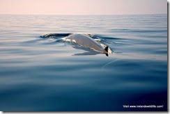 Fin whale showing a rarely-seen glimpse of it's fluke just beneath the surface.