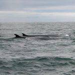 fin-whales.jpg