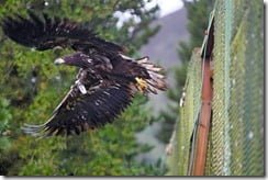 White tailed eagle being released in Co. Kerry last week (Photo via the Golden Eagle Trust page on Facebook)
