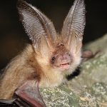Brown_Long_Eared_Bat.jpg