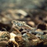 Atlantic-salmon-parr.jpg