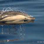 Common-Dolphin-3.png