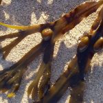 Fucus_vesiculosus_closeup.jpg