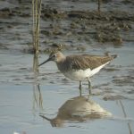 Green-Sandpiper.jpg