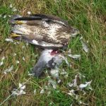 Roscrea_buzzard_poisoning.jpg