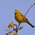 Yellowhammer.jpg