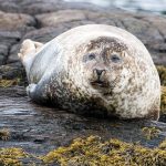 Seals are regularly spotted around Irish coasts