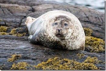 greysealwestcork