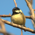 Coal-Tit-Periparus-ater.png