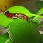 earwig.jpg