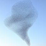 Starling-Flock.jpg