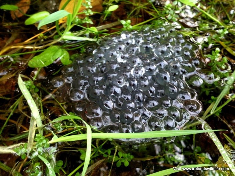 Frogspawn in early January