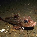 Grey-Gurnard.jpg