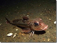 Grey Gurnard