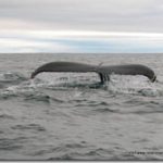 Humpback-Whale-off-West-CorK.jpg