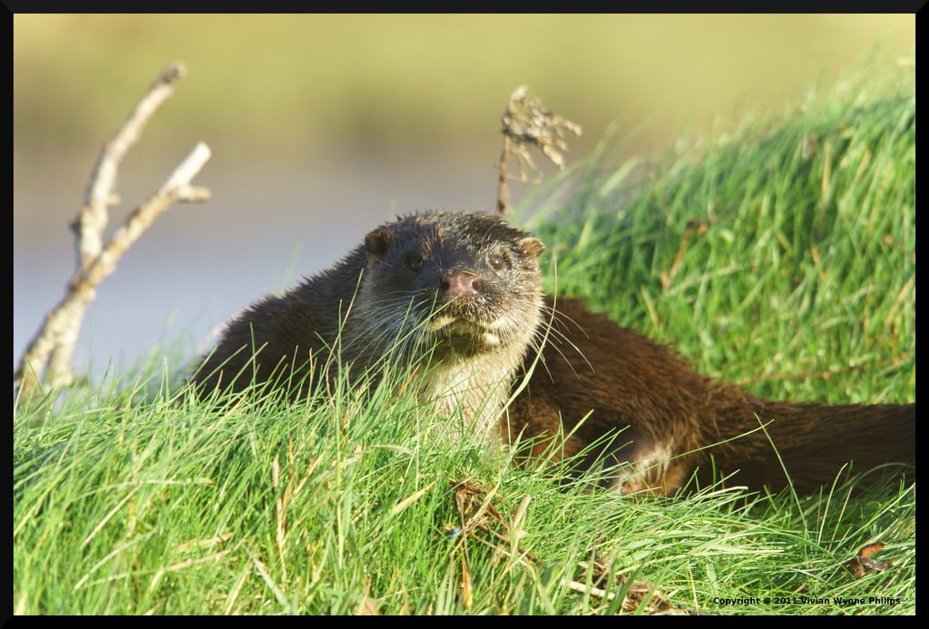 Otter (Lutra lutra)