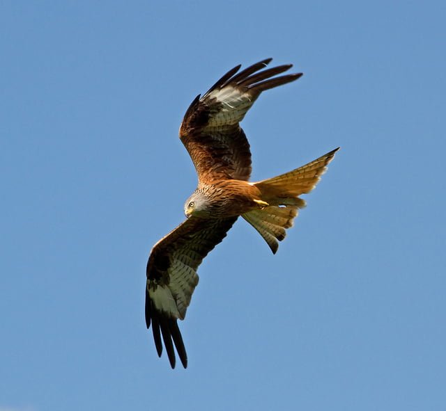 Ninth Wicklow red kite poisoning confirmed